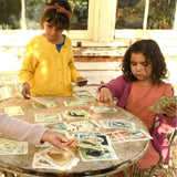 Card Game - I am a Magpie I am a Currawong