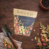 Sow n Sow - Thinking of You
