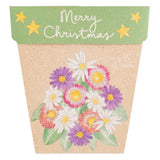 Sow n Sow - Christmas Native Daisies