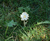 Happily Plants Pin - Flower Daisy