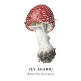 Memory Game-Viazmensky-Mushrooms