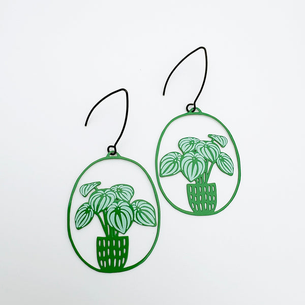 Denz - Plant Watermelon Peperomia