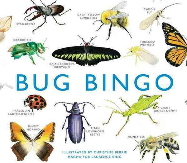 Bingo - Bug